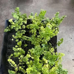 Orange Cape Honeysuckle – Live Plant – 6-8