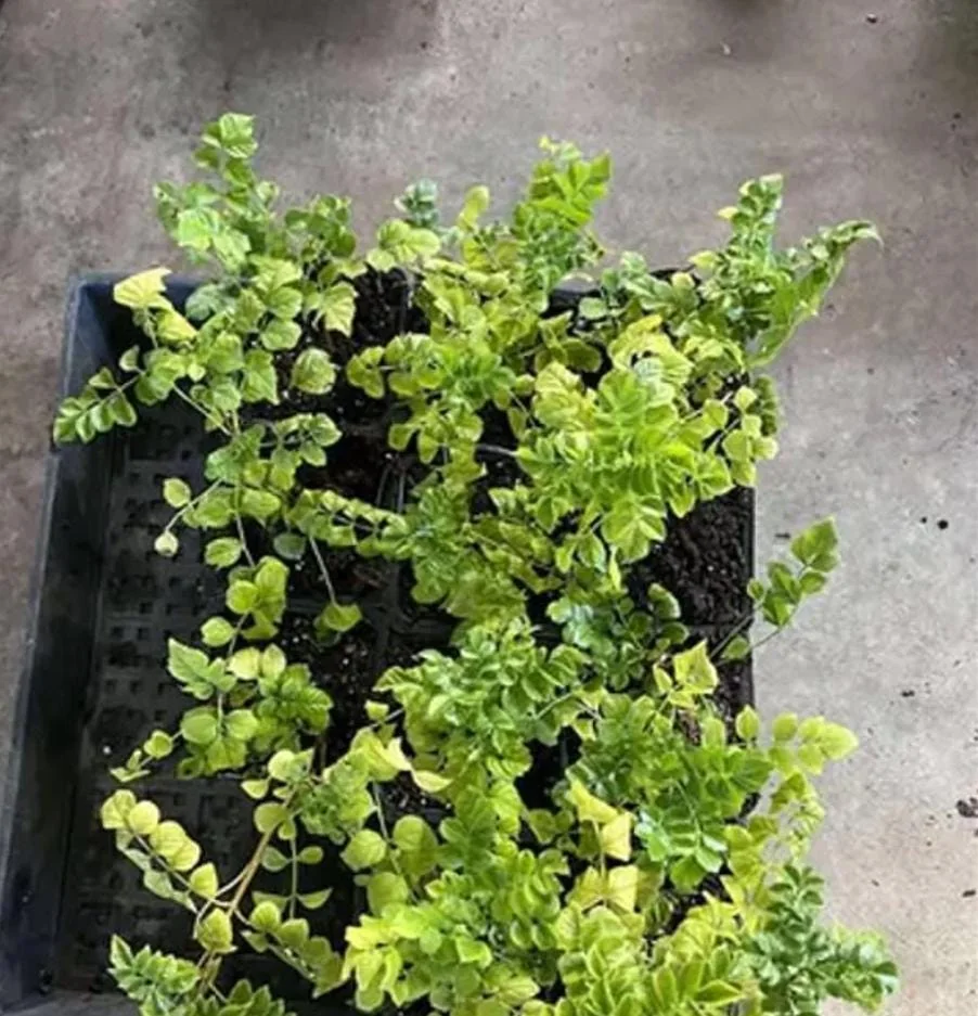 Orange Cape Honeysuckle – Live Plant – 6-8" Tall in 4" Pot – Outdoor - Image 6