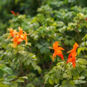 Orange Cape Honeysuckle – Live Plant – 6-8