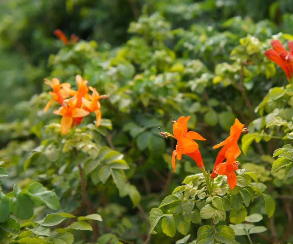 Orange Cape Honeysuckle – Live Plant – 6-8" Tall in 4" Pot – Outdoor - Image 7