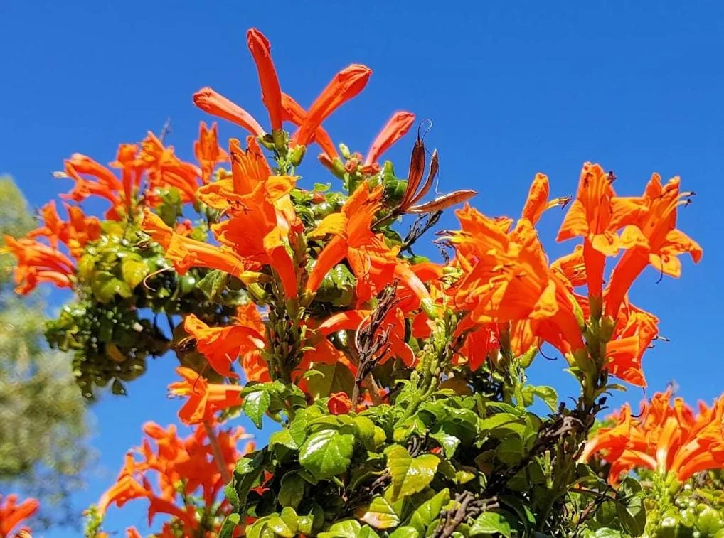 Orange Cape Honeysuckle – Live Plant – 6-8" Tall in 4" Pot – Outdoor - Image 1