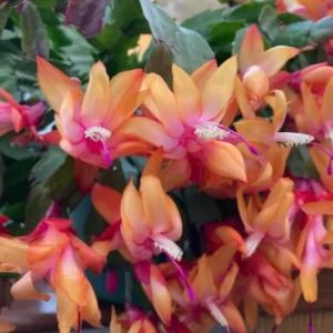 Orange Christmas Cactus – Holiday Cactus – Live Plant – 6-8 inches – Indoor - Image 3