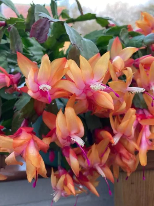 Orange Christmas Cactus – Holiday Cactus – Live Plant – 6-8 inches – Indoor - Image 3