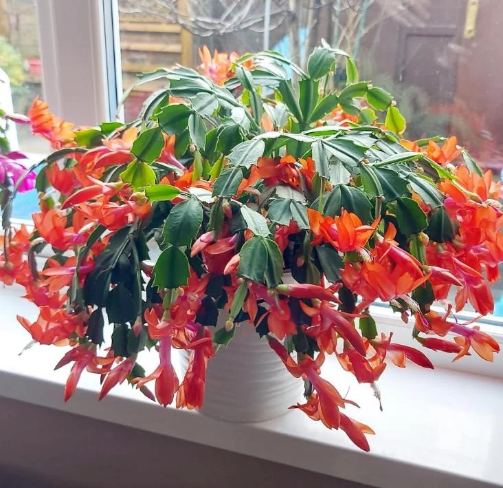 Orange Christmas Cactus – Holiday Cactus – Live Plant – 6-8 inches – Indoor - Image 6