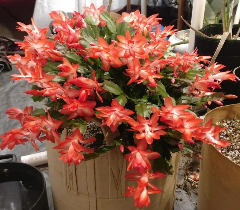 Orange Christmas Cactus – Holiday Cactus – Live Plant – 6-8 inches – Indoor - Image 1