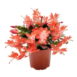 Orange Christmas Cactus – Live plant – 3-6 inches – Indoor - Image 2