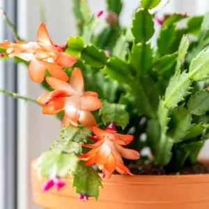 Orange Christmas Cactus – Live plant – 3-6 inches – Indoor - Image 5