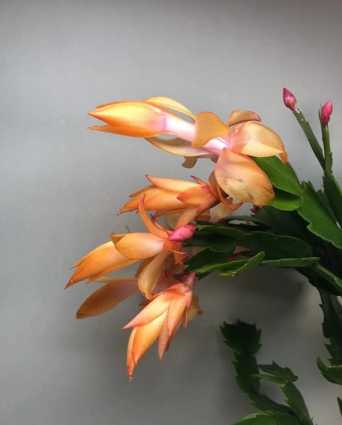 Orange Christmas Cactus – Live plant – 3-6 inches – Indoor - Image 8