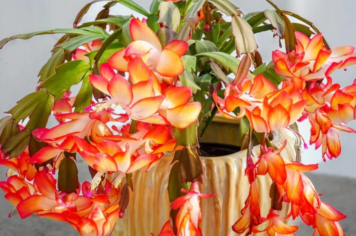 Orange Christmas Cactus – Live plant – 3-6 inches – Indoor - Image 1