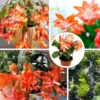 Orange Christmas Cactus – Live plant – 6-8 inches tall – 6 inch pot – Indoor - Image 1