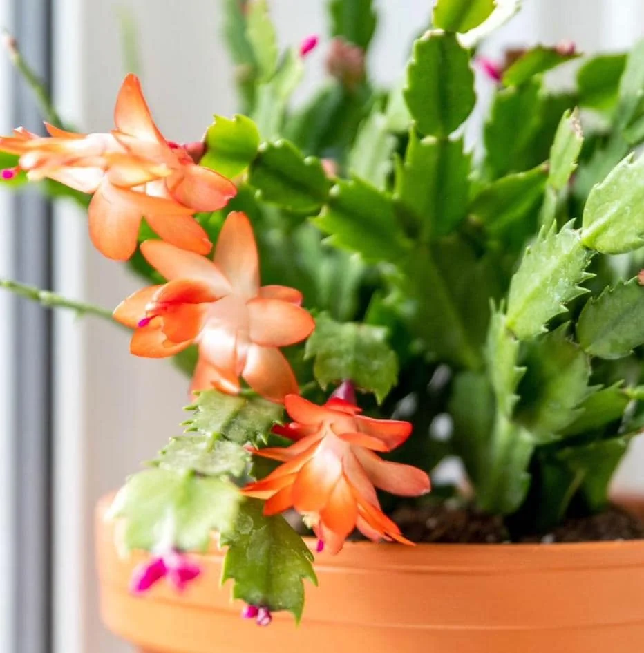 Orange Christmas Cactus – Live plant – 6-8 inches tall – 6 inch pot – Indoor - Image 2