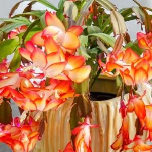 Orange Christmas Cactus – Live plant – 6-8 inches tall – 6 inch pot – Indoor - Image 3