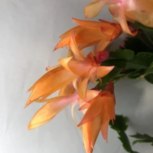 Orange Christmas Cactus – Live plant – 6-8 inches tall – 6 inch pot – Indoor - Image 5