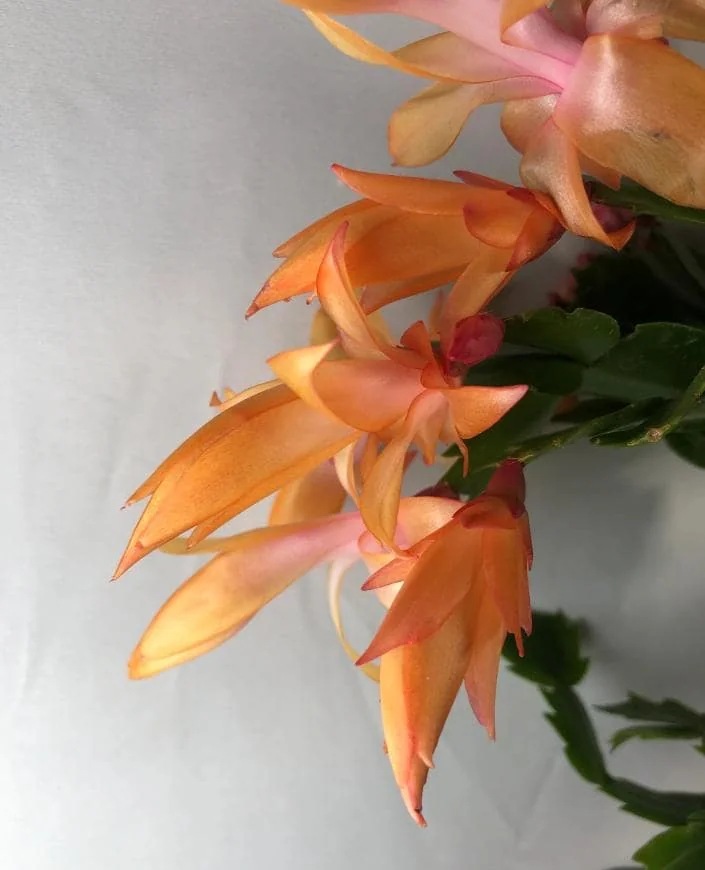 Orange Christmas Cactus – Live plant – 6-8 inches tall – 6 inch pot – Indoor - Image 5