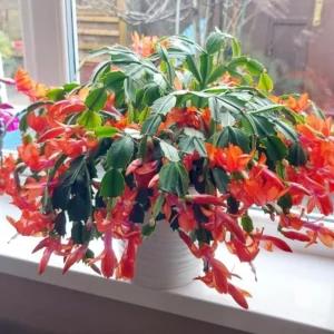 Orange Christmas Cactus – Live plant – 6-8 inches tall – 6 inch pot – Indoor - Image 6