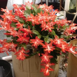 Orange Christmas Cactus – Live plant – 6-8 inches tall – 6 inch pot – Indoor - Image 7