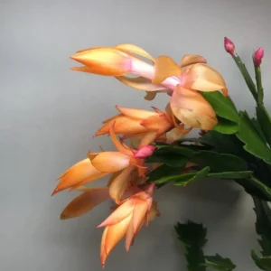 Orange Christmas Cactus – Live plant – 6-8 inches tall – 6 inch pot – Indoor - Image 8