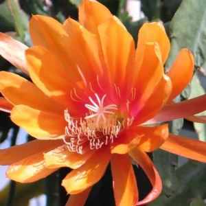 Orange Epiphyllum – Trailing Orchid Cactus – Live Plant – 6-8 inches Tall – Indoor/Outdoor - Image 2