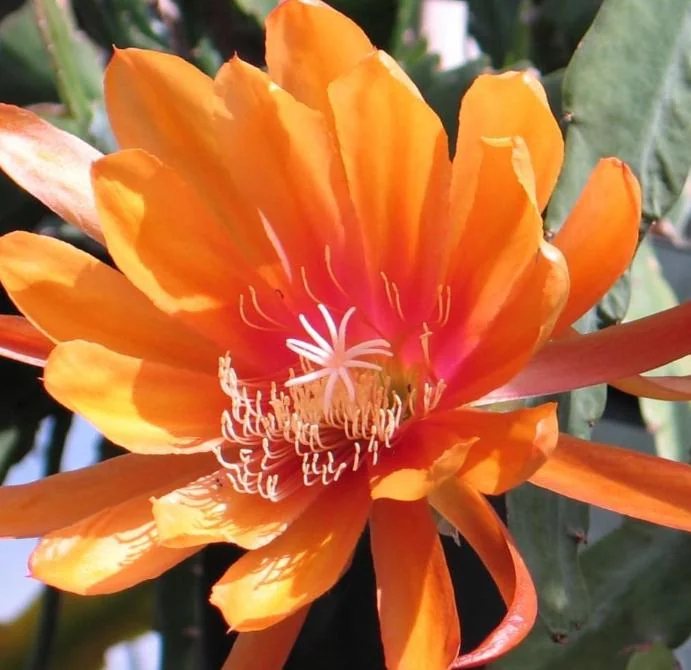 Orange Epiphyllum – Trailing Orchid Cactus – Live Plant – 6-8 inches Tall – Indoor/Outdoor - Image 2