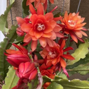 Orange Epiphyllum – Trailing Orchid Cactus – Live Plant – 6-8 inches Tall – Indoor/Outdoor - Image 3