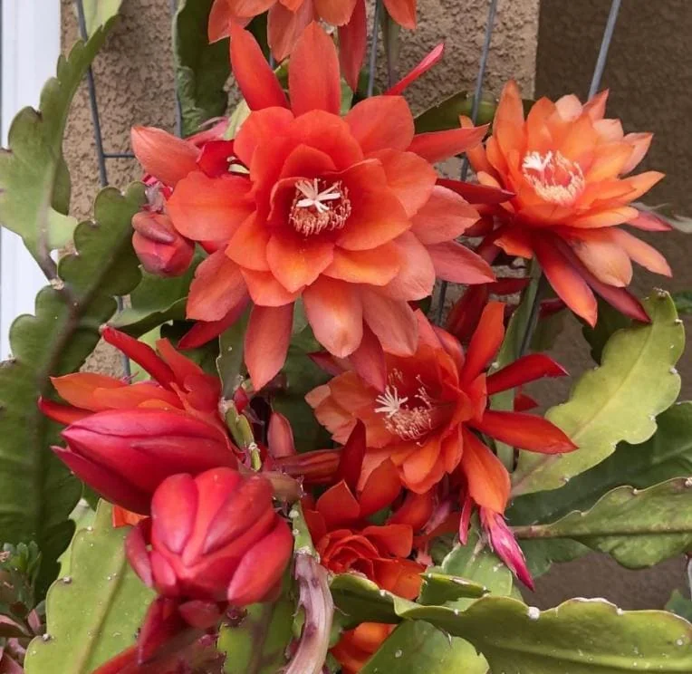 Orange Epiphyllum – Trailing Orchid Cactus – Live Plant – 6-8 inches Tall – Indoor/Outdoor - Image 3