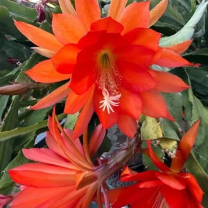 Orange Epiphyllum – Trailing Orchid Cactus – Live Plant – 6-8 inches Tall – Indoor/Outdoor - Image 4