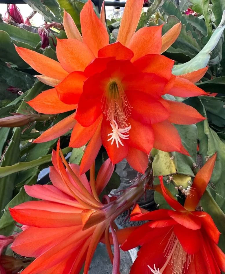 Orange Epiphyllum – Trailing Orchid Cactus – Live Plant – 6-8 inches Tall – Indoor/Outdoor - Image 4