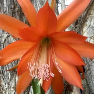 Orange Epiphyllum – Trailing Orchid Cactus – Live Plant – 6-8 inches Tall – Indoor/Outdoor - Image 5