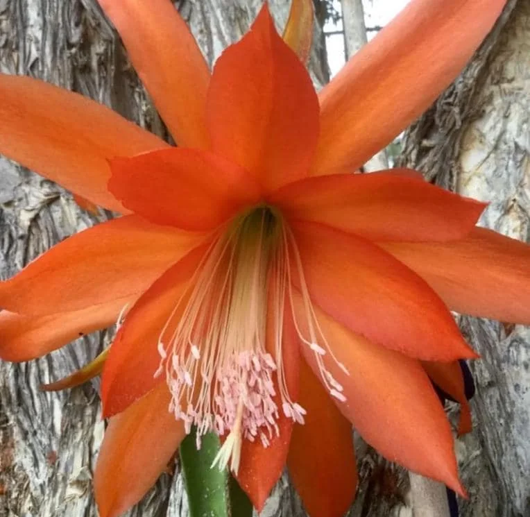 Orange Epiphyllum – Trailing Orchid Cactus – Live Plant – 6-8 inches Tall – Indoor/Outdoor - Image 5