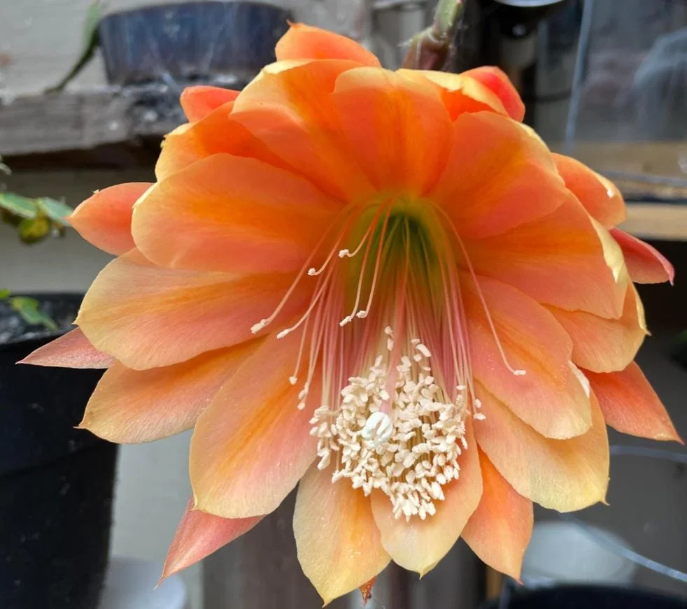 Orange Epiphyllum – Trailing Orchid Cactus – Live Plant – 6-8 inches Tall – Indoor/Outdoor - Image 1