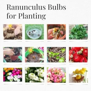 25 Ranunculus Bulbs for Fall Planting, Perennial Flowers Bulbs for Gardens, Vibrant Peony Buttercup Corms for Outdoor Borders (Multicolor Ranunculus)