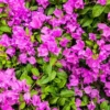 Pink Bougainvillea Live Plant – Tropical Flowering Plant – 8-10 Inches Tall – 4 Inch Pot – Outdoor - Image 1