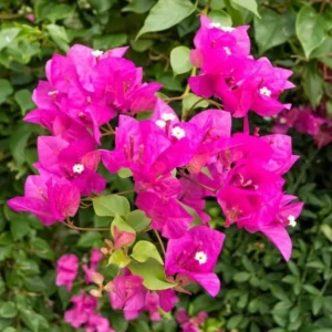 Pink Bougainvillea Live Plant – Tropical Flowering Plant – 8-10 Inches Tall – 4 Inch Pot – Outdoor - Image 3