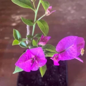 Pink Bougainvillea Live Plant – Tropical Flowering Plant – 8-10 Inches Tall – 4 Inch Pot – Outdoor - Image 4