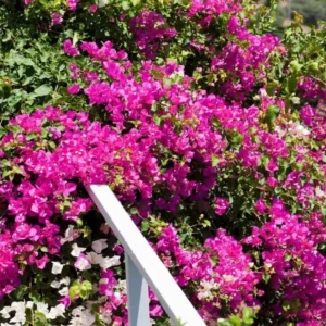 Pink Bougainvillea Live Plant – Tropical Flowering Plant – 8-10 Inches Tall – 4 Inch Pot – Outdoor - Image 7