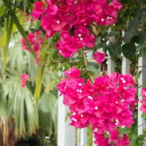 Pink Bougainvillea Live Plant – Tropical Flowering Plant – 8-10 Inches Tall – 4 Inch Pot – Outdoor - Image 8