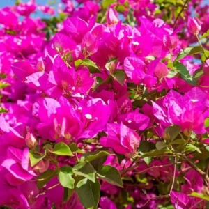 Pink Bougainvillea Live Plant – Tropical Flowering Plant – 8-10 Inches Tall – 4 Inch Pot – Outdoor - Image 9