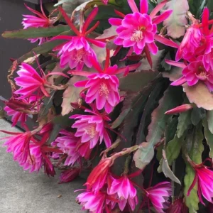 Pink Epiphyllum Live Plant – Orchid Cactus – 4 Inch Pot – Indoor/Outdoor - Image 3