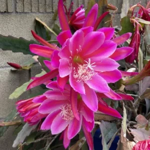 Pink Epiphyllum Live Plant – Orchid Cactus – 4 Inch Pot – Indoor/Outdoor - Image 4