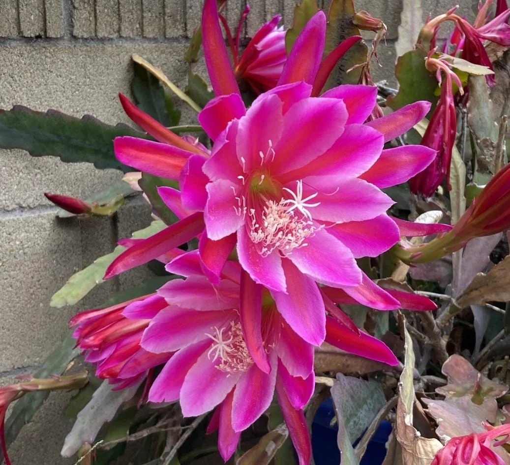 Pink Epiphyllum Live Plant – Orchid Cactus – 4 Inch Pot – Indoor/Outdoor - Image 4