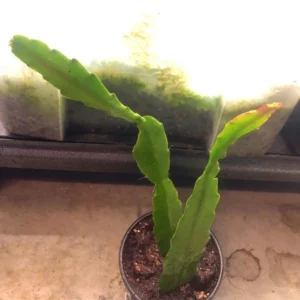 Pink Epiphyllum Live Plant – Orchid Cactus – 4 Inch Pot – Indoor/Outdoor - Image 6