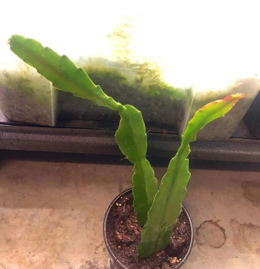 Pink Epiphyllum Live Plant – Orchid Cactus – 4 Inch Pot – Indoor/Outdoor - Image 6