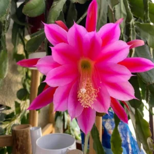 Pink Epiphyllum Live Plant – Orchid Cactus – 4 Inch Pot – Indoor/Outdoor - Image 7