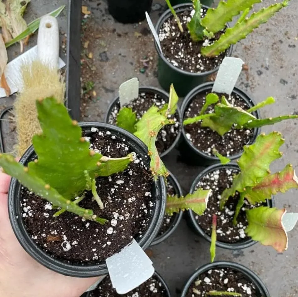 Pink Epiphyllum Live Plant – Orchid Cactus – 4 Inch Pot – Indoor/Outdoor - Image 9