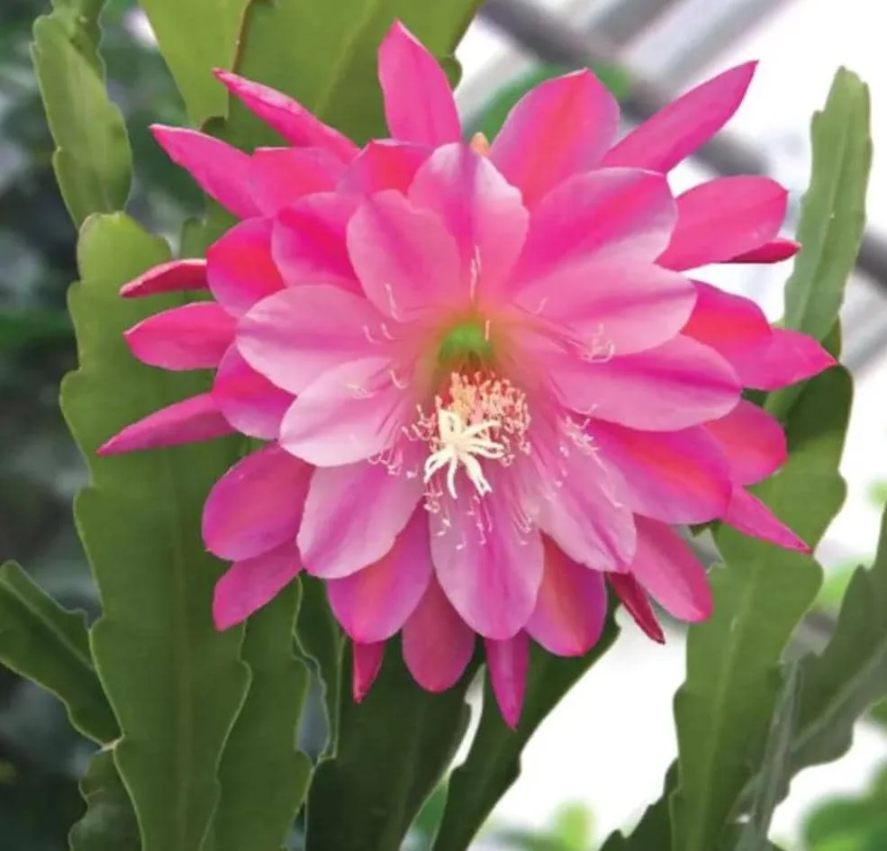 Pink Epiphyllum Live Plant – Orchid Cactus – 4 Inch Pot – Indoor/Outdoor - Image 1