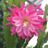 Pink Epiphyllum – Orchid Cactus Live Plant – 4 Inch Pot – Indoor/Outdoor - Image 1