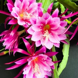 Pink Epiphyllum – Orchid Cactus Live Plant – 4 Inch Pot – Indoor/Outdoor - Image 2