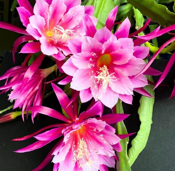Pink Epiphyllum – Orchid Cactus Live Plant – 4 Inch Pot – Indoor/Outdoor - Image 2