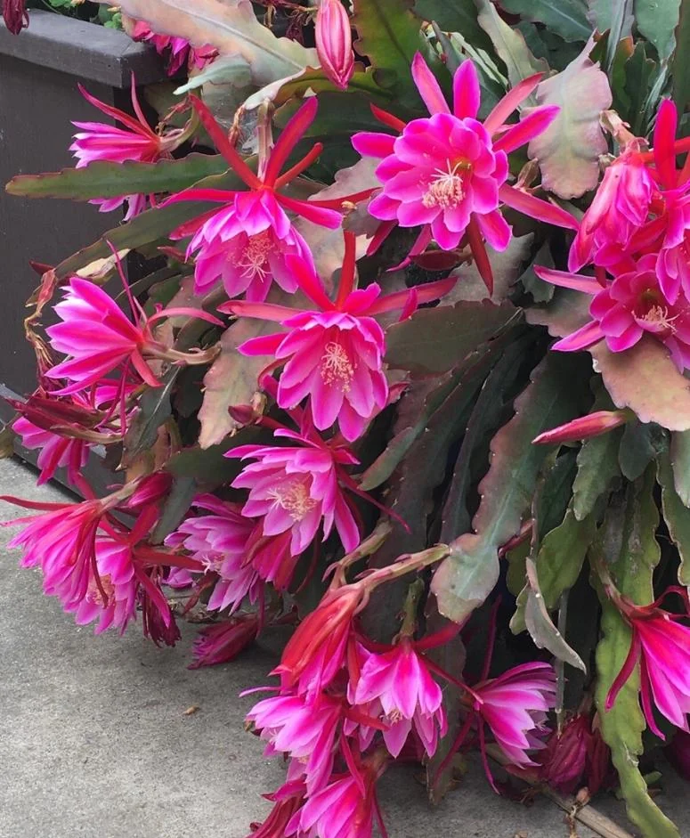 Pink Epiphyllum – Orchid Cactus Live Plant – 4 Inch Pot – Indoor/Outdoor - Image 3