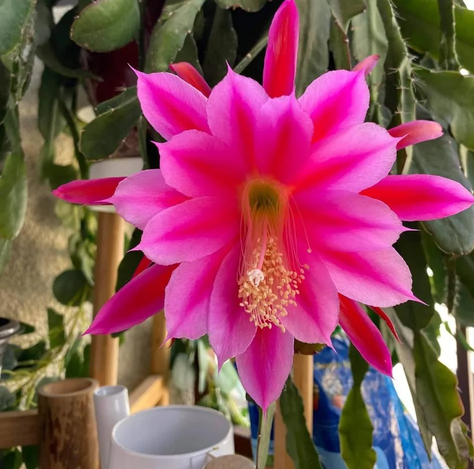 Pink Epiphyllum – Orchid Cactus Live Plant – 4 Inch Pot – Indoor/Outdoor - Image 7